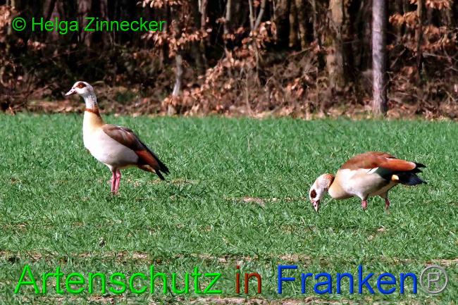 © Artenschutz in Franken® / Helga Zinnecker Bild zum Eintrag (1046568-160)