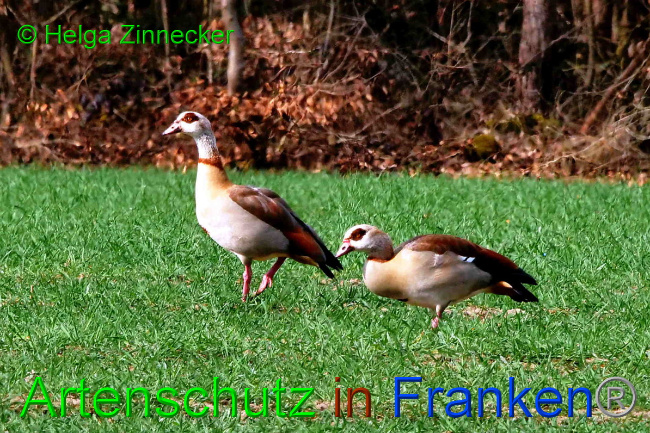 © Artenschutz in Franken® / Helga Zinnecker Bild zum Eintrag (1046569-160)