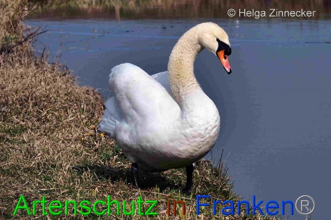 © Artenschutz in Franken® / Helga Zinnecker Bild zum Eintrag (1046699-160)