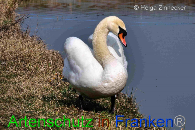 © Artenschutz in Franken® / Helga Zinnecker Bild zum Eintrag (1046700-160)