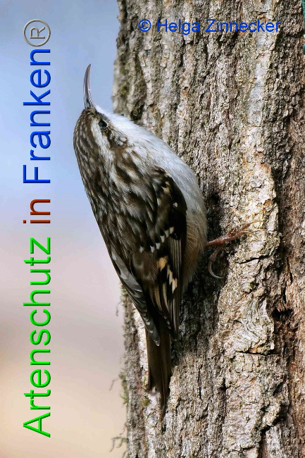 © Artenschutz in Franken® / Helga Zinnecker Bild zum Eintrag (1046708-160)
