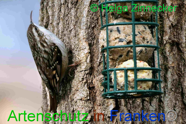 © Artenschutz in Franken® / Helga Zinnecker Bild zum Eintrag (1046716-160)