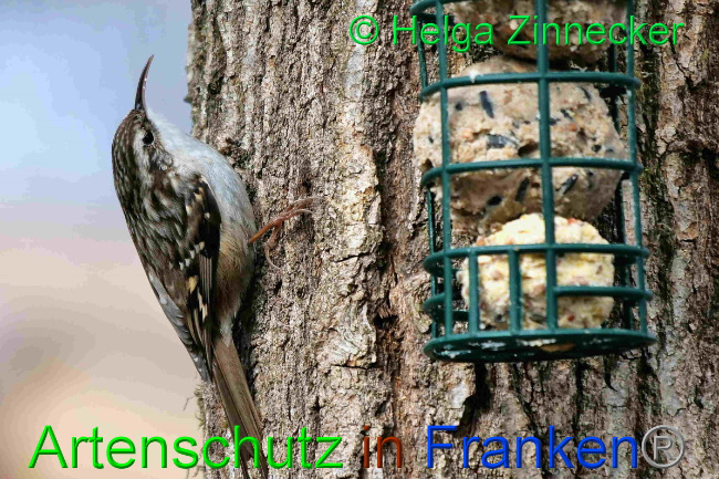 © Artenschutz in Franken® / Helga Zinnecker Bild zum Eintrag (1046717-160)