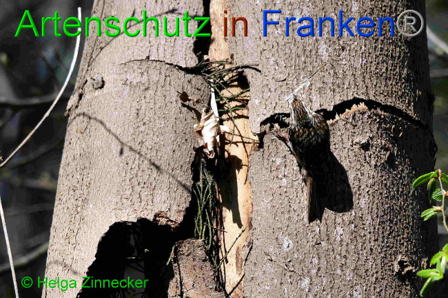 © Artenschutz in Franken® / Helga Zinnecker Bild zum Eintrag (1046722-160)