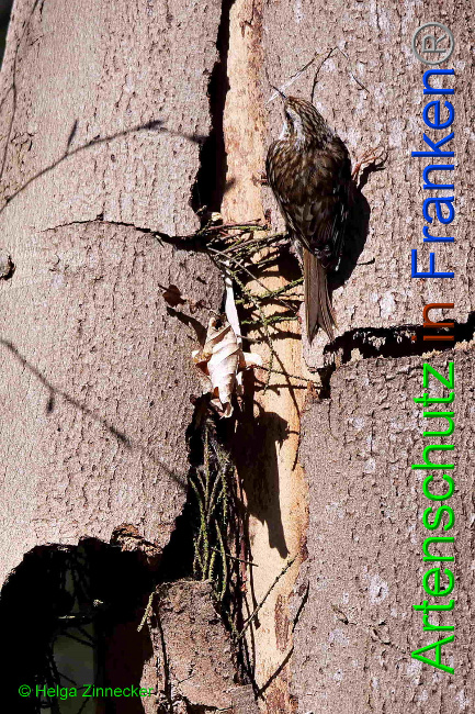 © Artenschutz in Franken® / Helga Zinnecker Bild zum Eintrag (1046723-160)