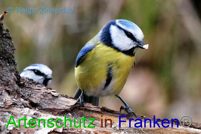 © Artenschutz in Franken® / Helga Zinnecker Bild zum Eintrag (1046767-160)