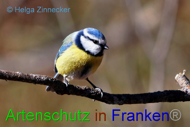 © Artenschutz in Franken® / Helga Zinnecker Bild zum Eintrag (1046769-160)