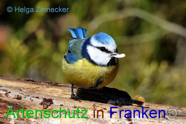 © Artenschutz in Franken® / Helga Zinnecker Bild zum Eintrag (1046771-160)