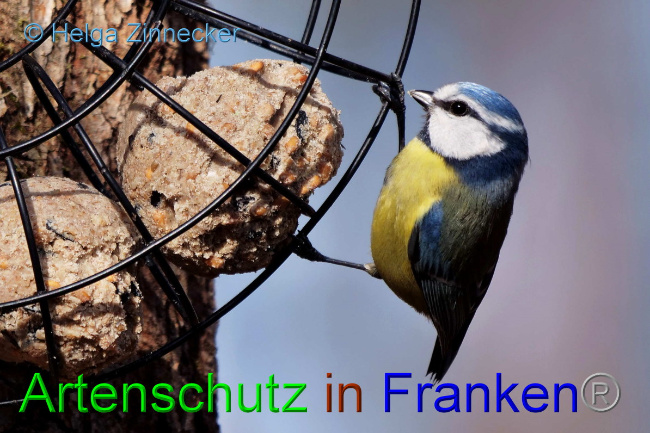 © Artenschutz in Franken® / Helga Zinnecker Bild zum Eintrag (1046773-160)