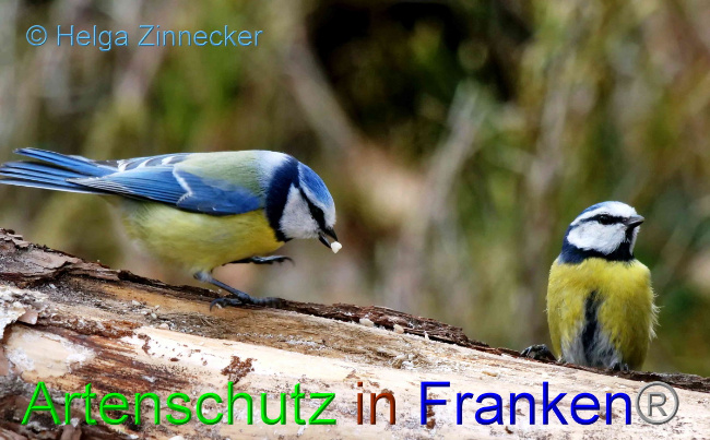 © Artenschutz in Franken® / Helga Zinnecker Bild zum Eintrag (1046777-160)