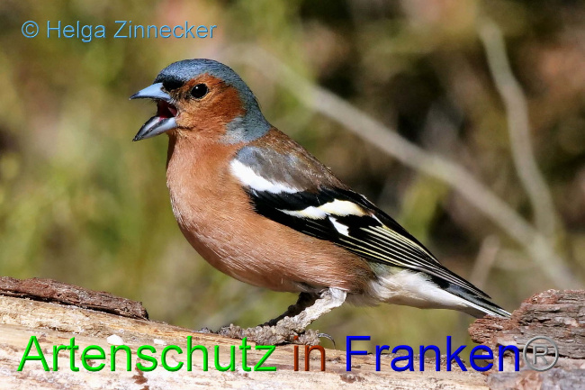 © Artenschutz in Franken® / Helga Zinnecker Bild zum Eintrag (1046781-160)