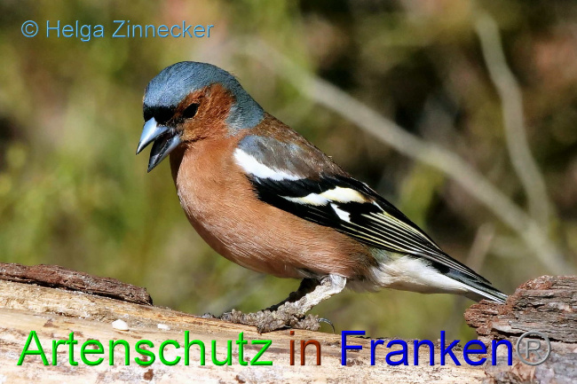 © Artenschutz in Franken® / Helga Zinnecker Bild zum Eintrag (1046782-160)