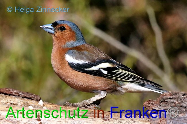 © Artenschutz in Franken® / Helga Zinnecker Bild zum Eintrag (1046787-160)
