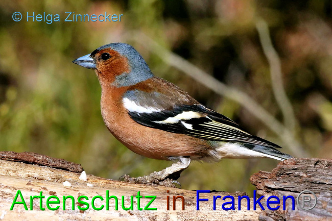 © Artenschutz in Franken® / Helga Zinnecker Bild zum Eintrag (1046788-160)