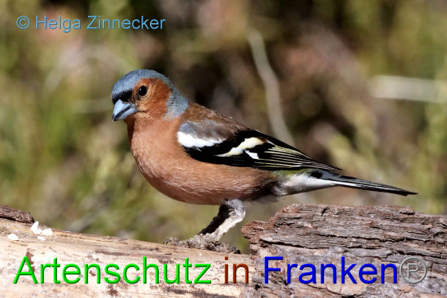 © Artenschutz in Franken® / Helga Zinnecker Bild zum Eintrag (1046793-160)