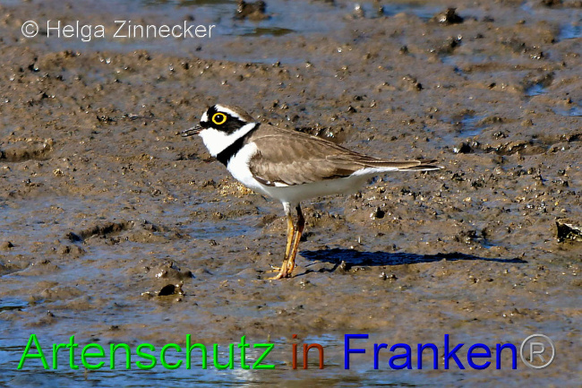© Artenschutz in Franken® / Helga Zinnecker Bild zum Eintrag (1046800-160)