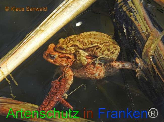 © Artenschutz in Franken® / Klaus Sanwald Bild zum Eintrag (1046867-160)