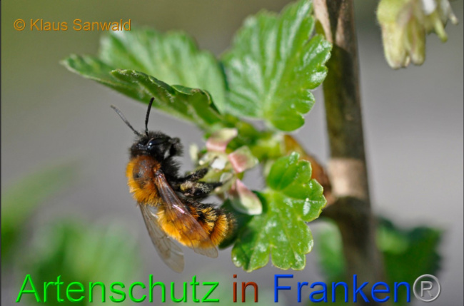 © Artenschutz in Franken® / Klaus Sanwald Bild zum Eintrag (1046875-160)