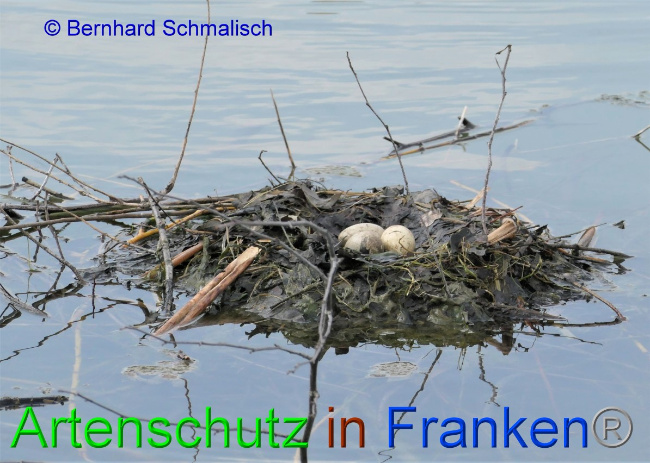 © Artenschutz in Franken® / Bernhard Schmalisch Bild zum Eintrag (1046938-160)