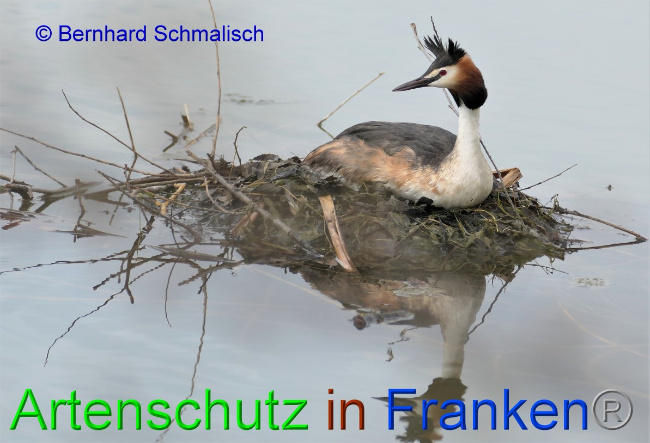 © Artenschutz in Franken® / Bernhard Schmalisch Bild zum Eintrag (1046939-160)
