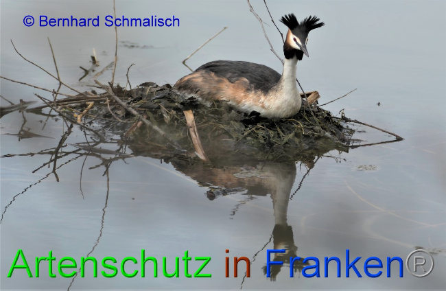 © Artenschutz in Franken® / Bernhard Schmalisch Bild zum Eintrag (1046940-160)