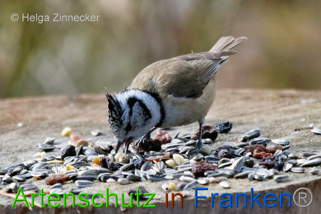 © Artenschutz in Franken® / Helga Zinnecker Bild zum Eintrag (1047090-160)