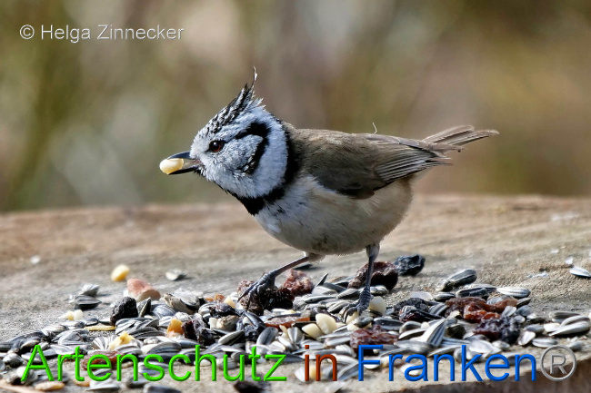 © Artenschutz in Franken® / Helga Zinnecker Bild zum Eintrag (1047091-160)