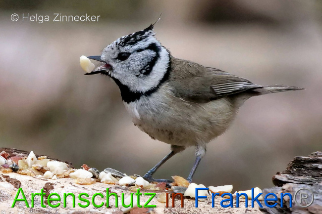 © Artenschutz in Franken® / Helga Zinnecker Bild zum Eintrag (1047092-160)