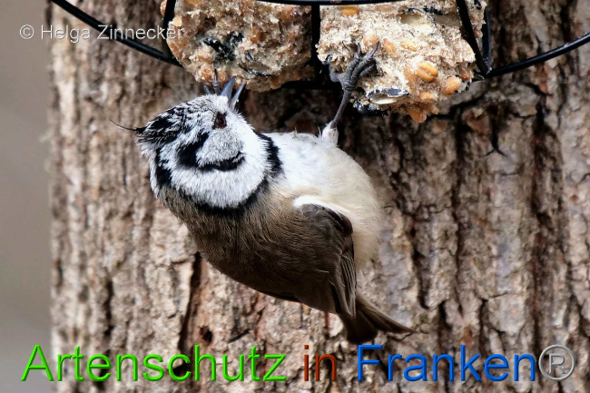 © Artenschutz in Franken® / Helga Zinnecker Bild zum Eintrag (1047106-160)