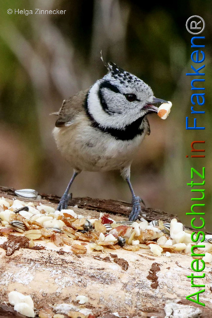 © Artenschutz in Franken® / Helga Zinnecker Bild zum Eintrag (1047107-160)