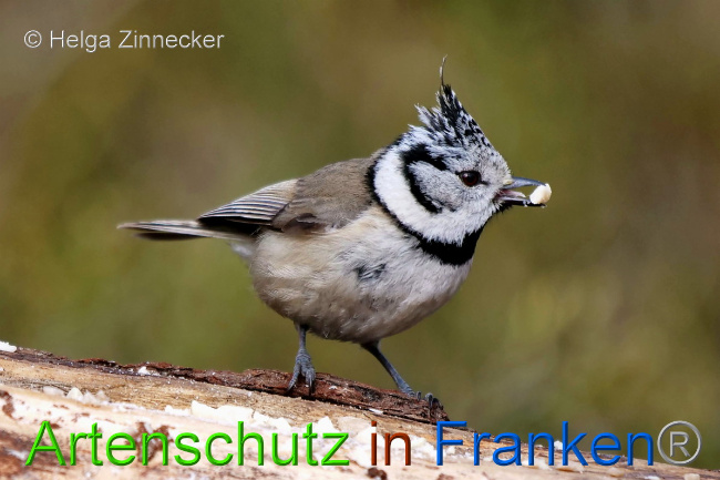 © Artenschutz in Franken® / Helga Zinnecker Bild zum Eintrag (1047108-160)