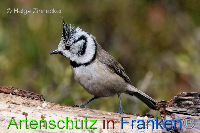© Artenschutz in Franken® / Helga Zinnecker Bild zum Eintrag (1047120-160)