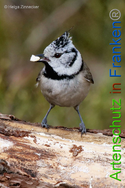 © Artenschutz in Franken® / Helga Zinnecker Bild zum Eintrag (1047121-160)