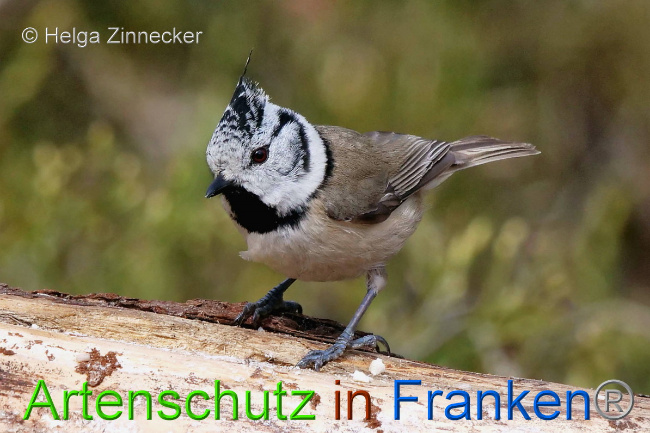 © Artenschutz in Franken® / Helga Zinnecker Bild zum Eintrag (1047122-160)