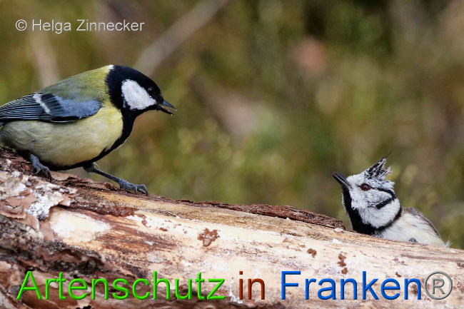 © Artenschutz in Franken® / Helga Zinnecker Bild zum Eintrag (1047124-160)