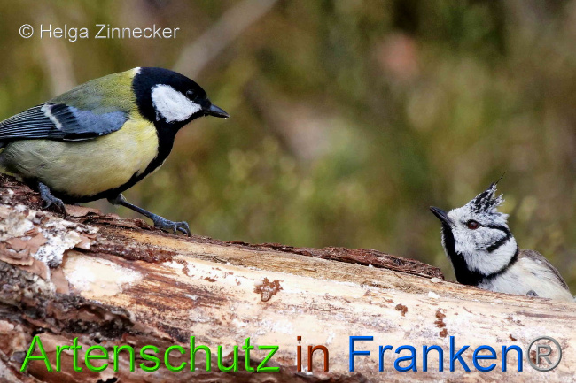© Artenschutz in Franken® / Helga Zinnecker Bild zum Eintrag (1047125-160)