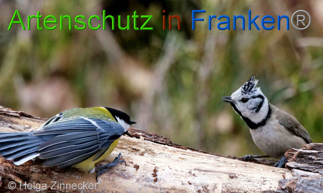 © Artenschutz in Franken® / Helga Zinnecker Bild zum Eintrag (1047126-160)