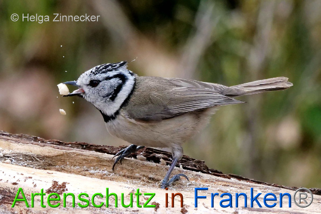 Bild zum Eintrag (1047133-160)