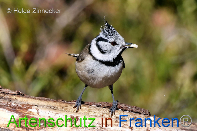 © Artenschutz in Franken® / Helga Zinnecker Bild zum Eintrag (1047135-160)