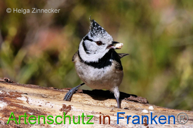 © Artenschutz in Franken® / Helga Zinnecker Bild zum Eintrag (1047136-160)
