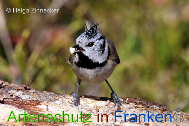 Bild zum Eintrag (1047138-160)