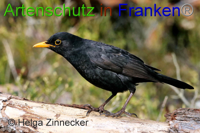 © Artenschutz in Franken® / Helga Zinnecker Bild zum Eintrag (1047226-160)