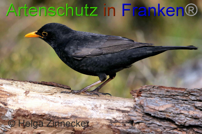 © Artenschutz in Franken® / Helga Zinnecker Bild zum Eintrag (1047227-160)