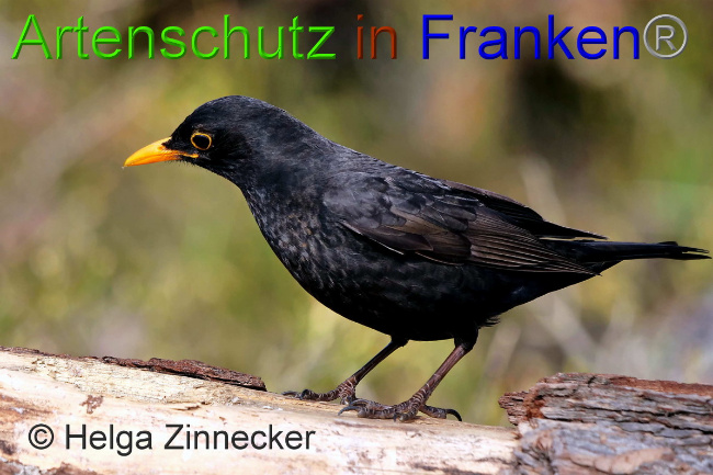 © Artenschutz in Franken® / Helga Zinnecker Bild zum Eintrag (1047228-160)