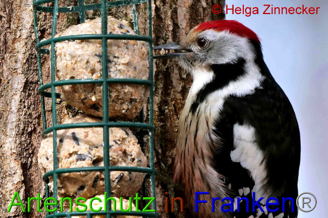 © Artenschutz in Franken® / Helga Zinnecker Bild zum Eintrag (1047375-160)