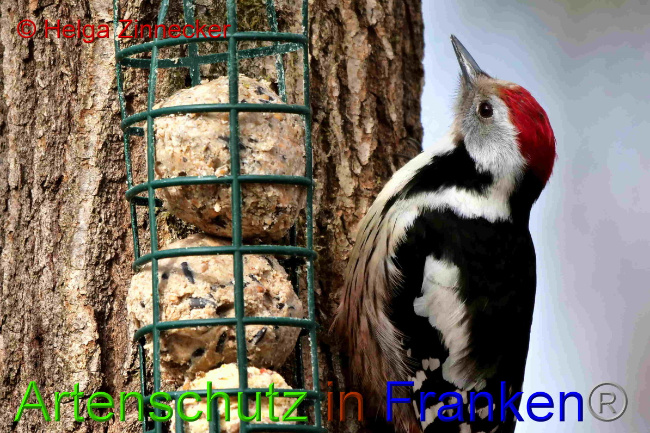 © Artenschutz in Franken® / Helga Zinnecker Bild zum Eintrag (1047376-160)
