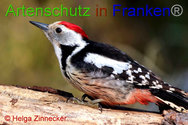 © Artenschutz in Franken® / Helga Zinnecker Bild zum Eintrag (1047377-160)