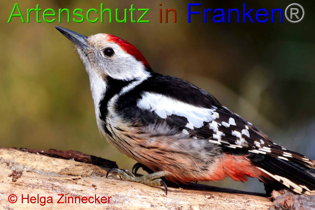© Artenschutz in Franken® / Helga Zinnecker Bild zum Eintrag (1047378-160)