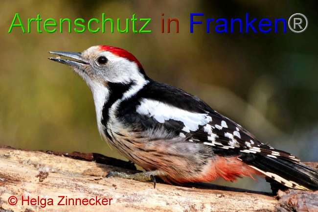 © Artenschutz in Franken® / Helga Zinnecker Bild zum Eintrag (1047379-160)