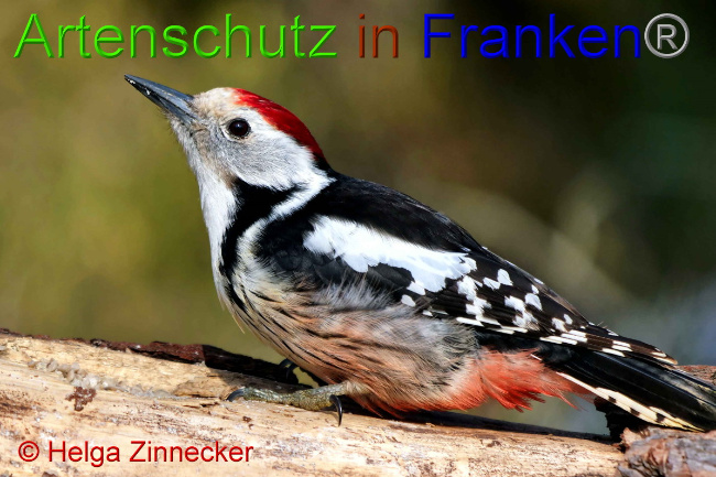 © Artenschutz in Franken® / Helga Zinnecker Bild zum Eintrag (1047380-160)